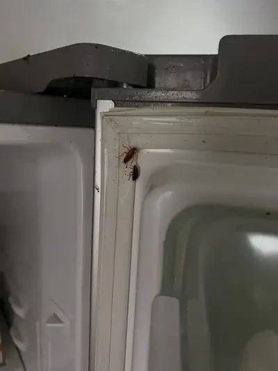 Deux cafards sur le joint d'un réfrigérateur