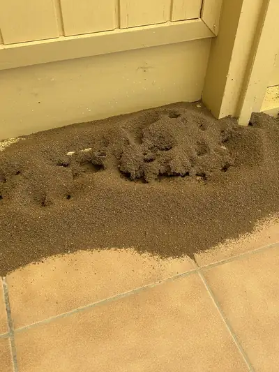 Énorme nid de fourmis : terre accumulée le long d'une façade et d'une terrasse