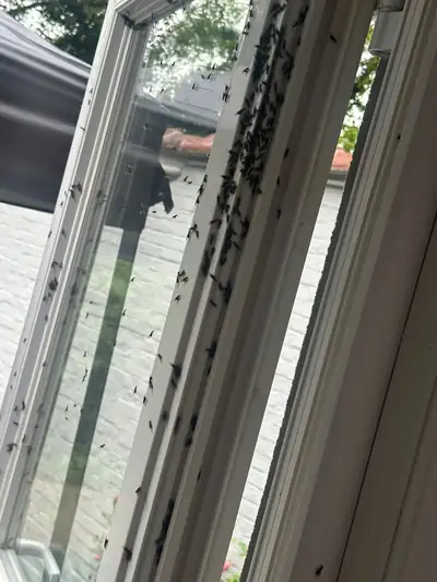 Fourmis ailées en essaimage sur le châssis d'une fenêtre