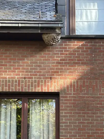 Nid de frelons asiatiques accroché sous une corniche de toiture