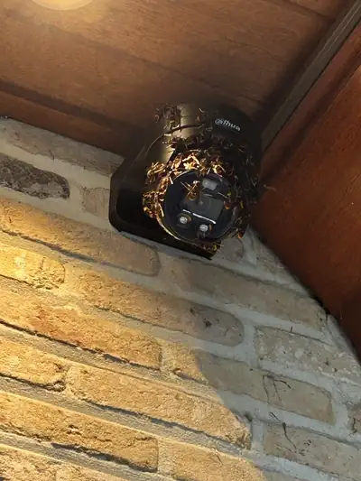 Frelons en train de construire un nid sur une caméra de surveillance