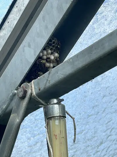 Nid de guêpes caché dans une structure métallique