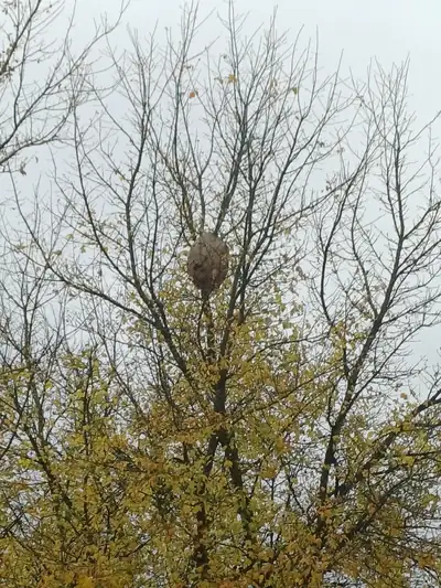 Nid de frelons asiatiques en haut d'un arbre