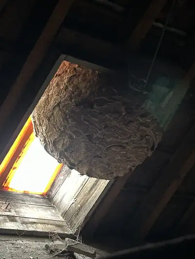 Gros nid de frelons construit dans un grenier, sous une lucarne