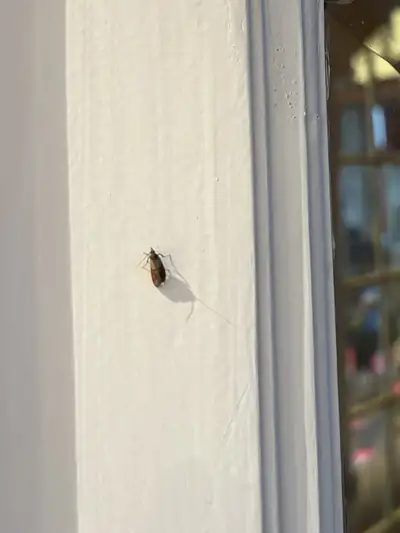 Mite alimentaire posée sur un encadrement de porte