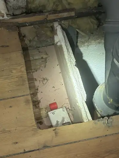 Plancher ouvert : crottes de rongeurs et bois rongé